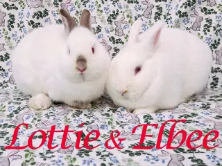 Lottie (bonded to Elbee)