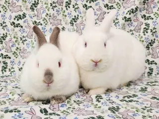 Lottie (bonded to Elbee)