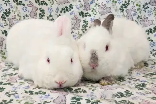 Elbee (bonded to Lottie)