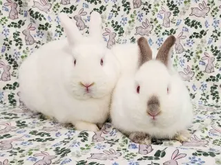 Elbee (bonded to Lottie)