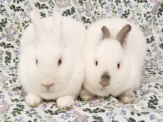Elbee (bonded to Lottie)