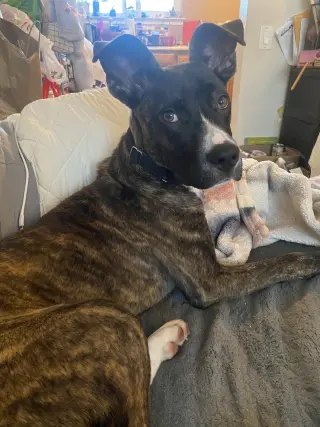 Cheerio