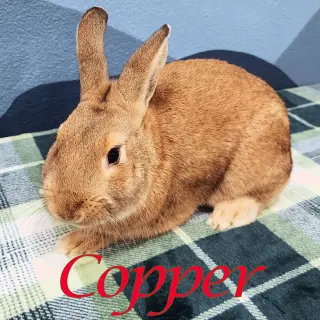 Copper (bonded to Cookie)