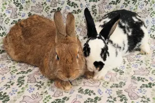 Copper (bonded to Cookie)