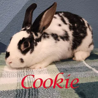 Cookie (bonded to Copper)