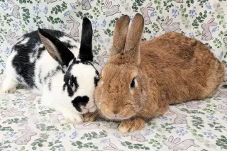 Cookie (bonded to Copper)