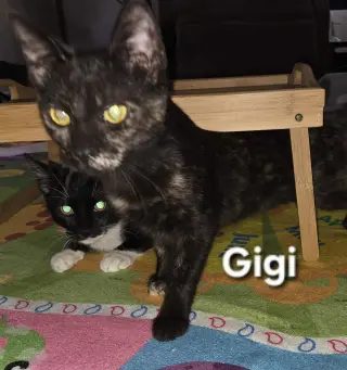 Gigi