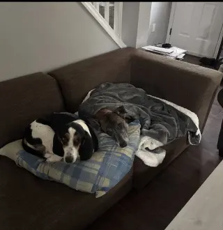 Millie - NJ