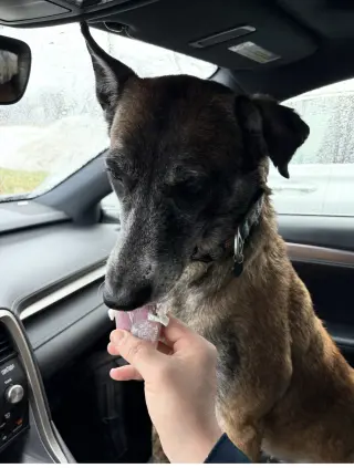 Millie - NJ