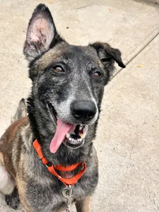 Millie - NJ