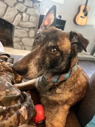 Millie - NJ