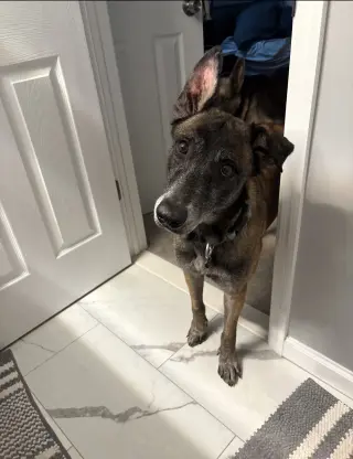 Millie - NJ