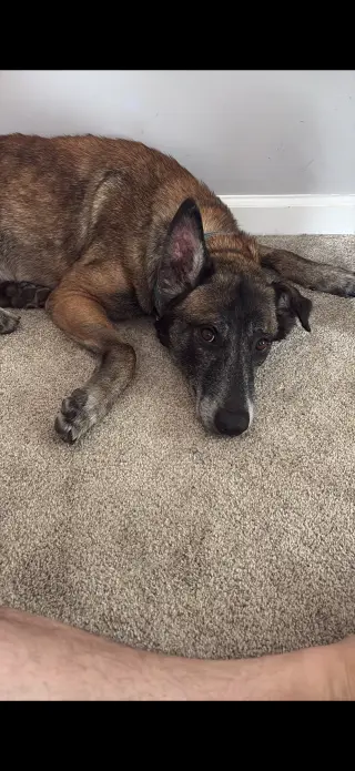 Millie - NJ