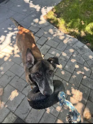 Millie - NJ
