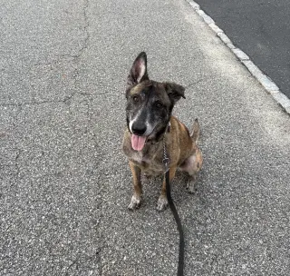 Millie - NJ