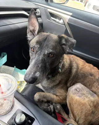 Millie - NJ