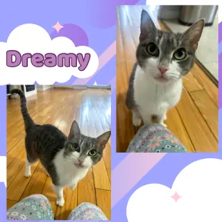 Dreamy