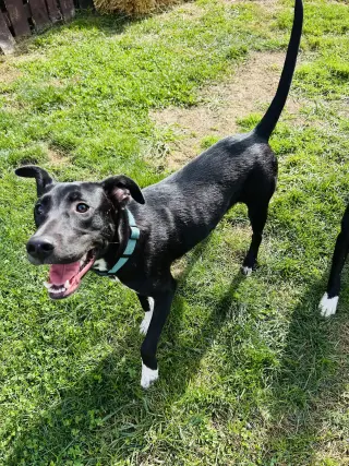 Sammy
