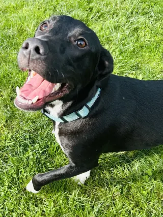 Sammy
