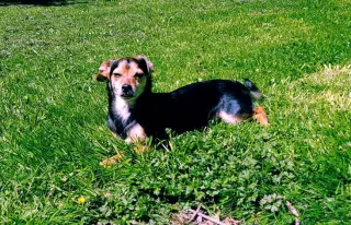 Scout, a Cavalier, chihuahua mix m,ale