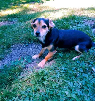 Scout, a Cavalier, chihuahua mix m,ale