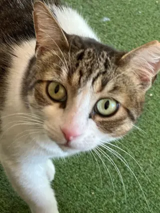Willow