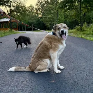 Rebel