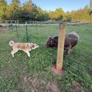 Rebel