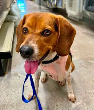 Bailey *Adopt or Foster*