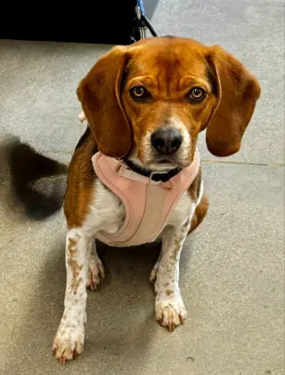 Bailey *Adopt or Foster*