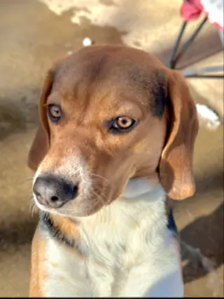 Bailey *Adopt or Foster*