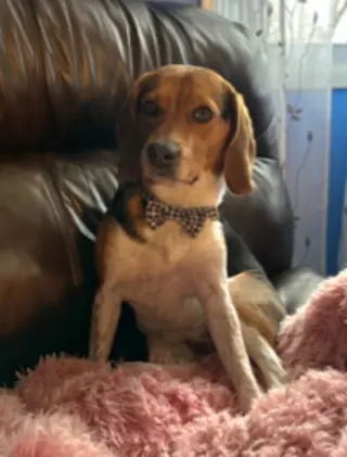 Bailey *Adopt or Foster*