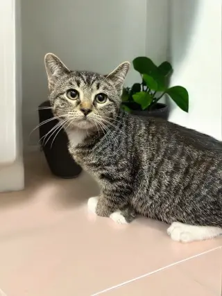 Evie (bonded pair with Seely)