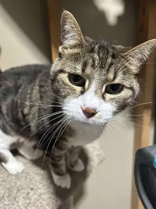 Tinker