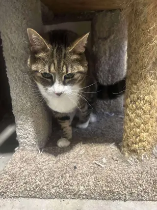Tinker