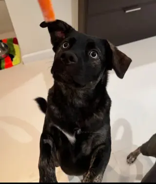 Bella
