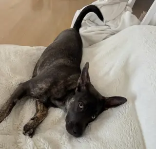 Bella