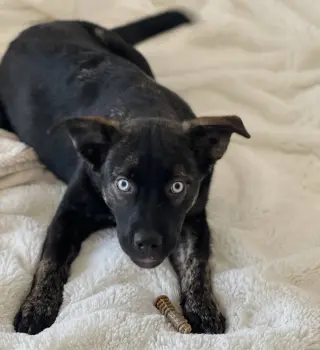 Bella