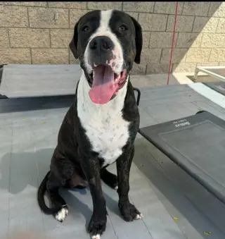 Moose (Courtesy Post) - Adopt Me!