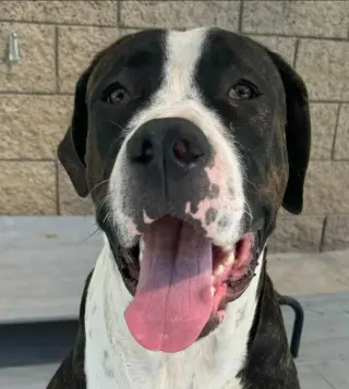 Moose (Courtesy Post) - Adopt Me!