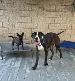 Moose (Courtesy Post) - Adopt Me!