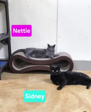 Sidney