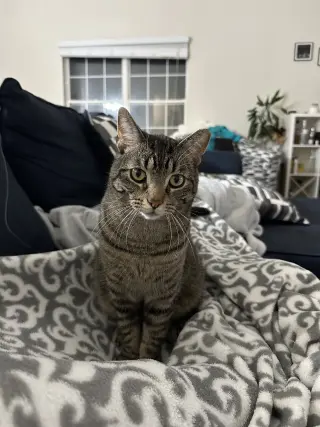 Jingle