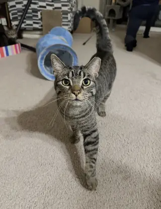 Jingle