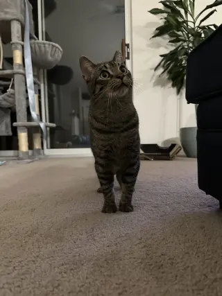 Jingle