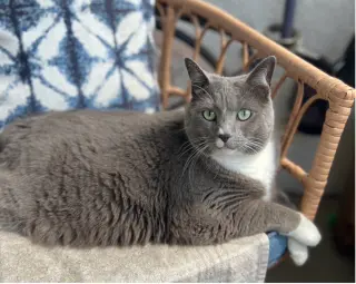 Phoebe