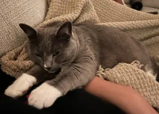Phoebe