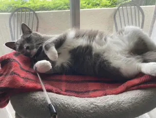 Phoebe