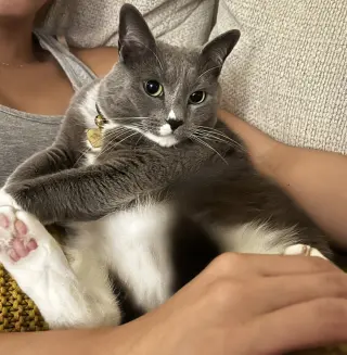 Phoebe