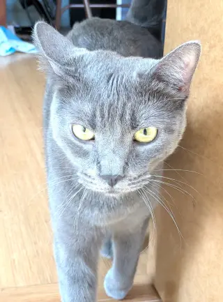 misty